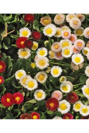 daisy-mix-flower-100-seeds-pack-with-free-cocopeat-snd-user-manual