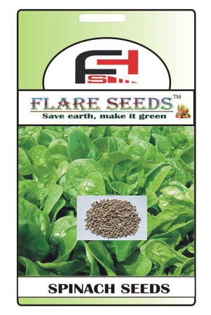 FLARE SEEDS Spinach Green Seeds - 50 Seeds Pack