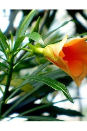 classic-green-earth-kantola-flower-15-seeds-