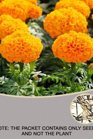 marigold-dhanbasanti-flower-seeds-marogold-50-seeds