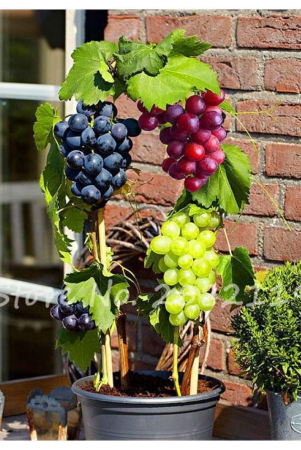 ohhsome-seeds-of-fruits-black-grape-seeds-fruit-plant-seeds-for-home-garden-kitchen-garden-bonsai-suitable-fruit-seeds-pack