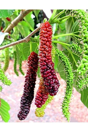 classic-green-earth-mulberry-fruit-200-seeds-