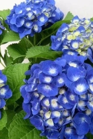 hybrid-hydrangea-plant-for-gardening