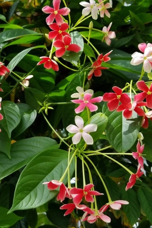 madhumalti-combretum-indicum-rangoon-creeper