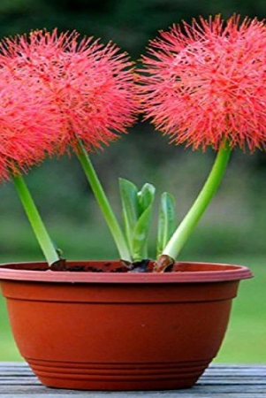 football-lily-haemanthus-pink-bulb