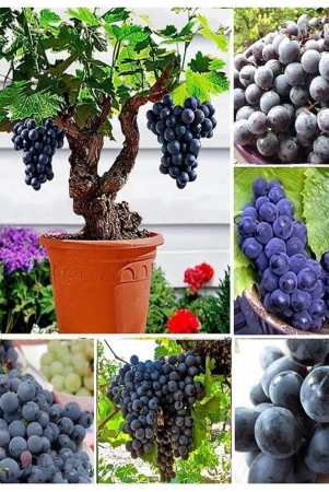 homeagro-black-grape-fruit-20-seeds-