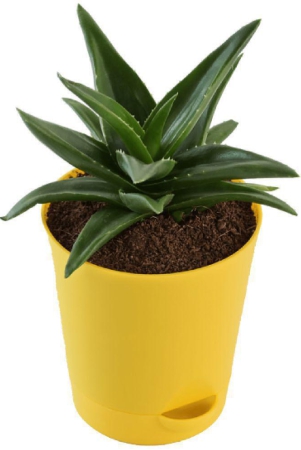 ugaoo-aloe-vera-mini-plant-succulent-live-plant-with-pot