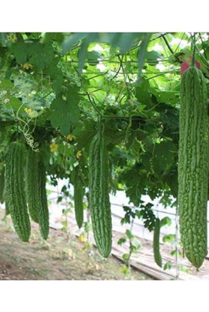 bitter-gourdkarela-jhalri-long-desi-vegetable-seeds-15