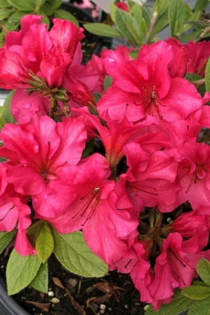 azalea-flowers-plantred-colour