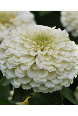 f1-elegans-zinnia-white-flower-seeds