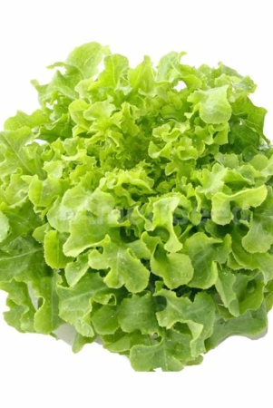 salad-veggies-lettuce-oakleaf-green-1-kg