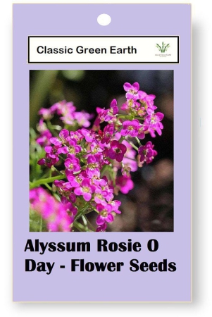 classic-green-earth-flower-seeds-alyssum-rosie-o-day-flower-50-seeds-
