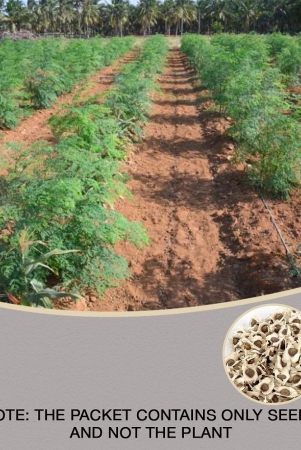 dwarf-hybrid-drumstick-moringa-oleifera-short-dwarf-variety-vegetable-seeds-pack-of-15-seeds