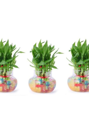 green-plant-indoor-green-wild-artificial-flowers-with-pot-pack-of-3-