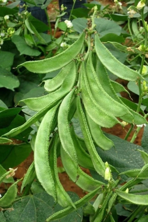 flat-green-beans-pack-of-30-seeds