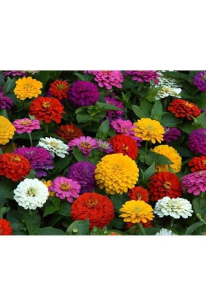 zinnia-mix-color-flower-50-seeds-good-for-home-gardening