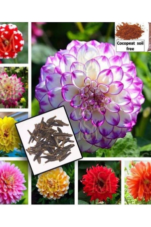 dalhia-seed-dahlia-hybrids-mixed-color-dahlia-flower-30-seeds-cocopeat-soil-free