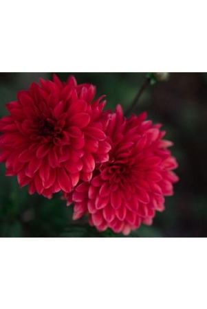 chrysanthemum-kitchen-garden-seeds-garden-flower-50-seeds-pack-with-cocopeat-100gm