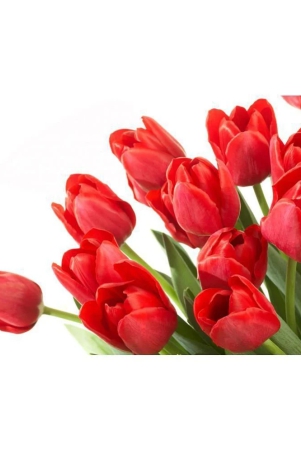 nema-red-tulip-seeds-10-pcs