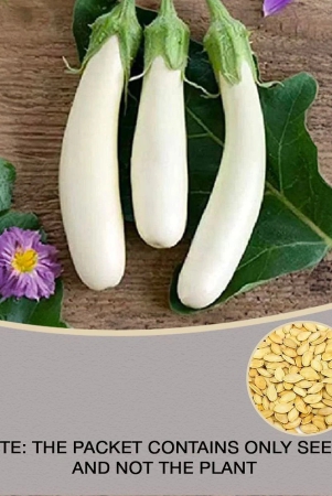 white-long-brinjal-bengan-eggplant-hybrid-50-seeds