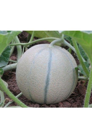 muskmelon-plant-seeds