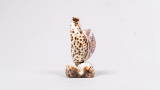 SEA SHELL WITH GOOLUCK CAPTION SMALL