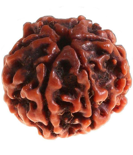 DvR ClicK - 6 Mukhi Rudraksha Bead ( Pack of 1 )