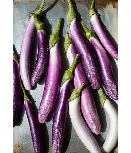 Brinjal Purple Long F-1 Hybrid Seeds for High Germination Vegetables Seeds - Pack of 50