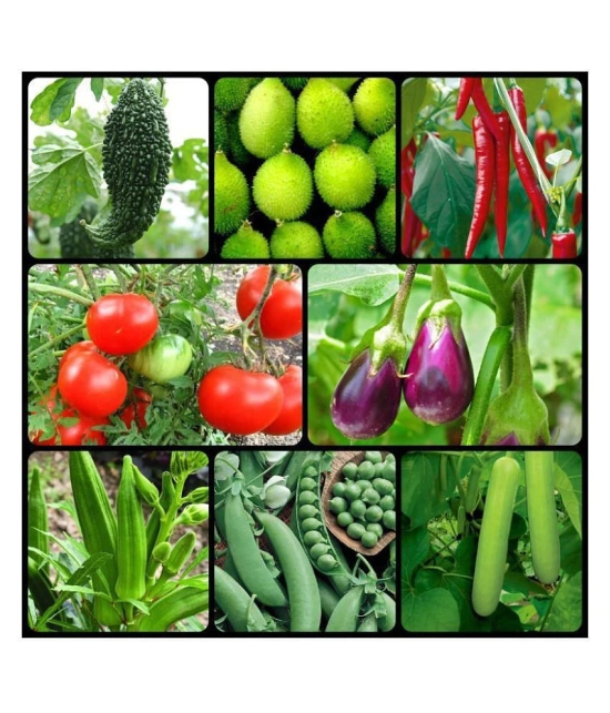 8 Variety of Vegetable Seeds combo - 70 + seed with Instruction Manual