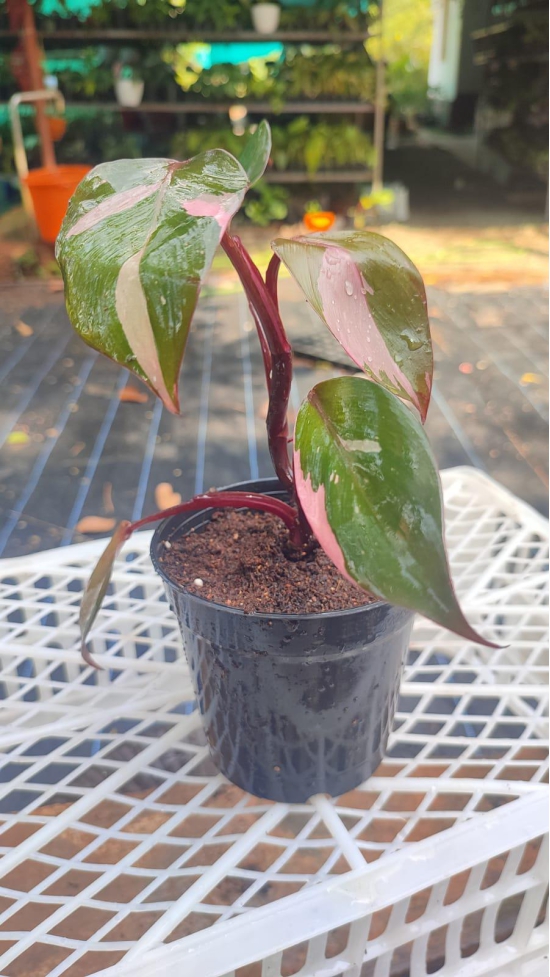 Philodendron Pink Princess 'Medium'