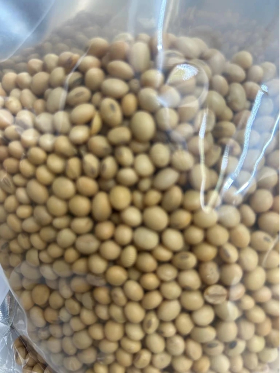 Soyabean