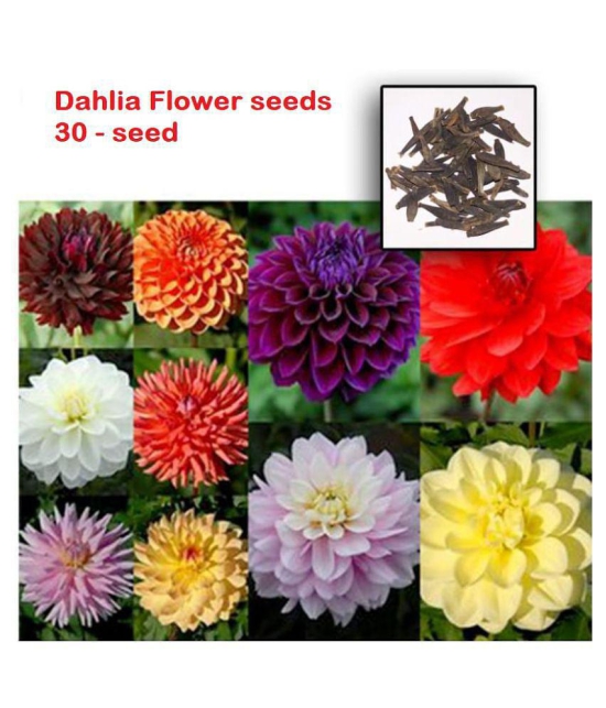 Dalhia Seed / Dahlia Hybrids Mixed Color - Dahlia Flower - 30 Seeds + cocopeat soil free