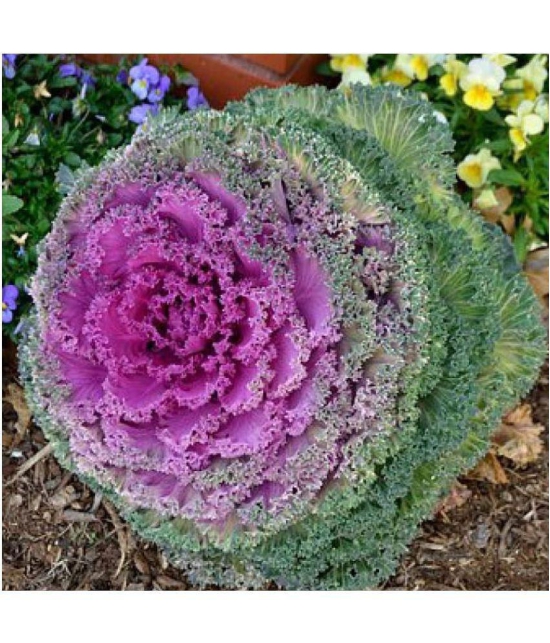 Flowering Kale Seeds Pack Of 30 Seeds