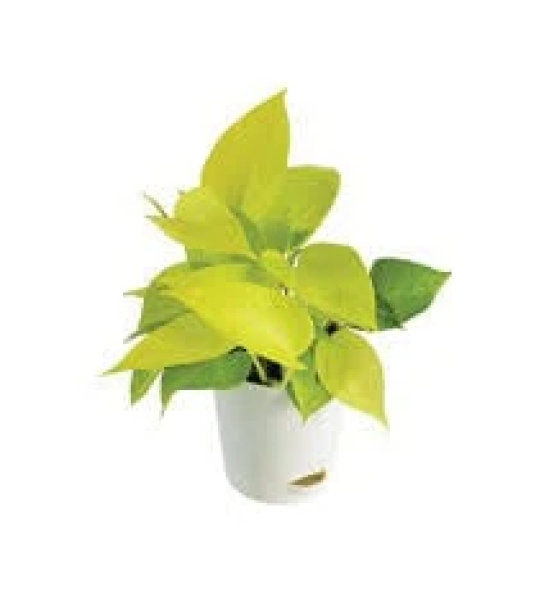 NSC Golden Pothos (Money Plant)