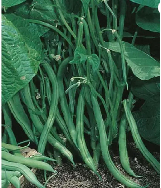 CLASSIC GREEN EARTH - French Beans Vegetable ( 60 Seeds )