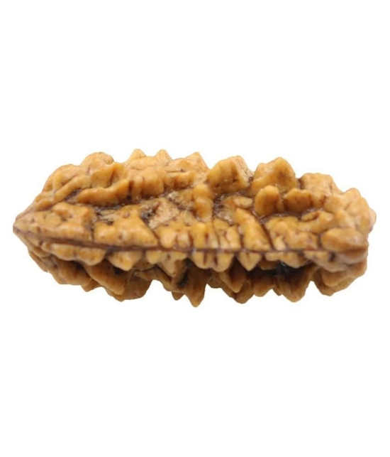 Certified Natural Real 1 Face 1 Mukhi Rudraksha Bead Nepali Loose Chakra Healing Daily Use