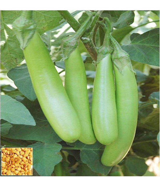 homeagro - Brinjal Vegetable ( 100 Seeds )