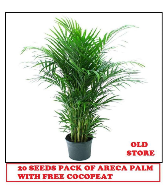 ARECA PALM PLANT 20 SEEDS PACK FOR HOME GARDENING USE INDOOR OUTDOOR WITH FREE COCO PEAT COMBO PACK  WITH USER MANUAL