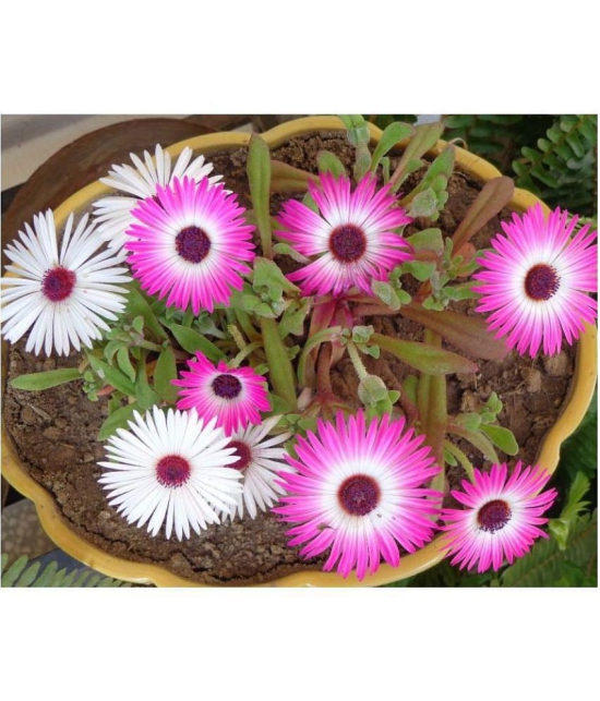 CLASSIC GREEN EARTH - Flower Seeds ( Ice Plant Mixed Color Flower 50 Seeds )