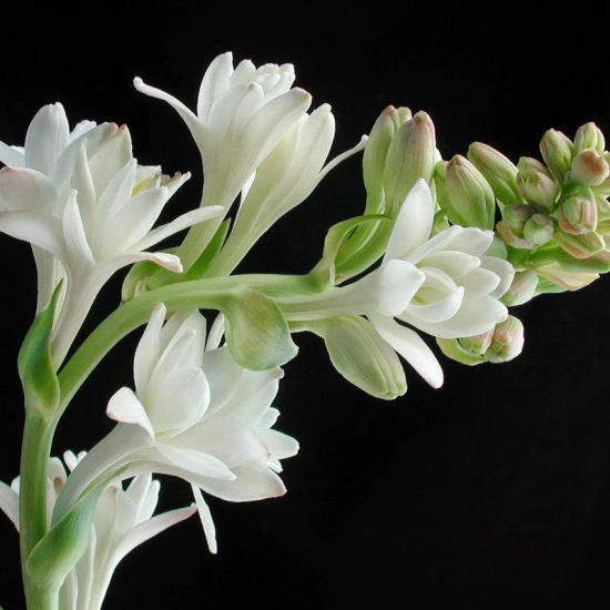 Tuberose/Mexican Tuberose-Seeds- Pack Of 10