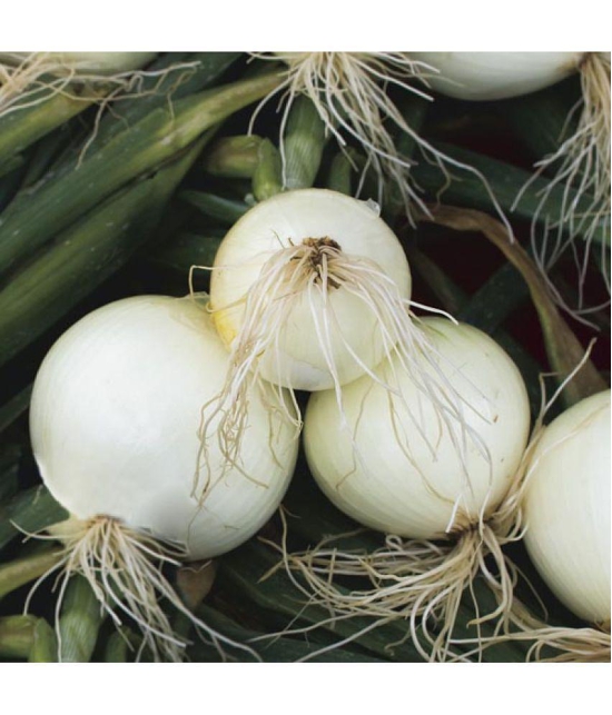 Onion white kanda puyaj  500 hybrid quality seeds high germination seeds with instruction manual