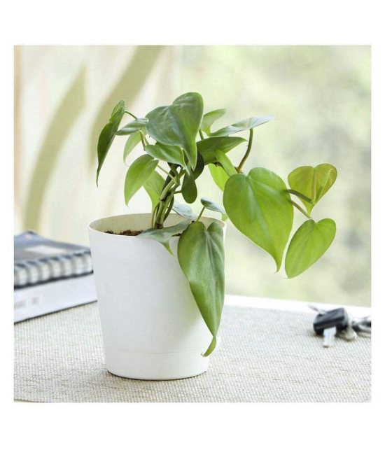 UGAOO Philodendron Oxycardium Green Indoor Plant with Self Watering Pot