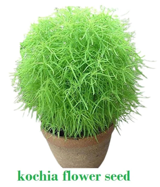 Kochia Green Grass Ball Flower Hybrid (20 -Seeds ) For Home Gardening Planting