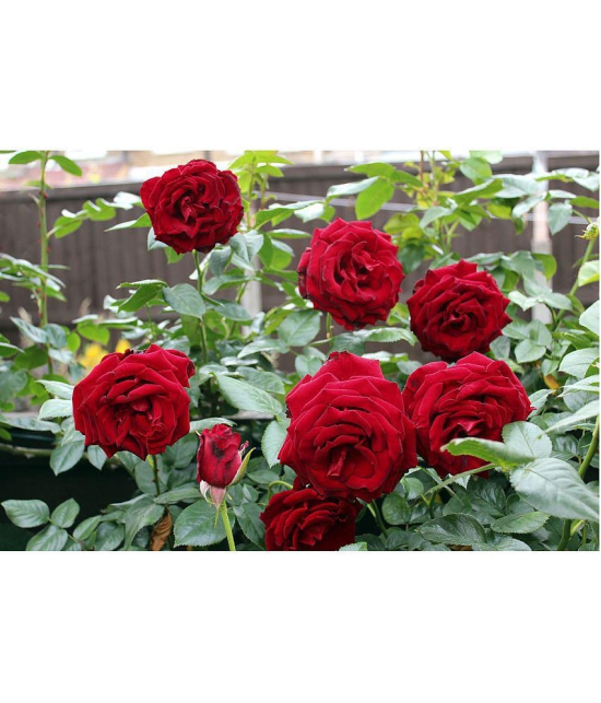 CLASSIC GREEN EARTH - Tube Rose Flower ( 25 Seeds )