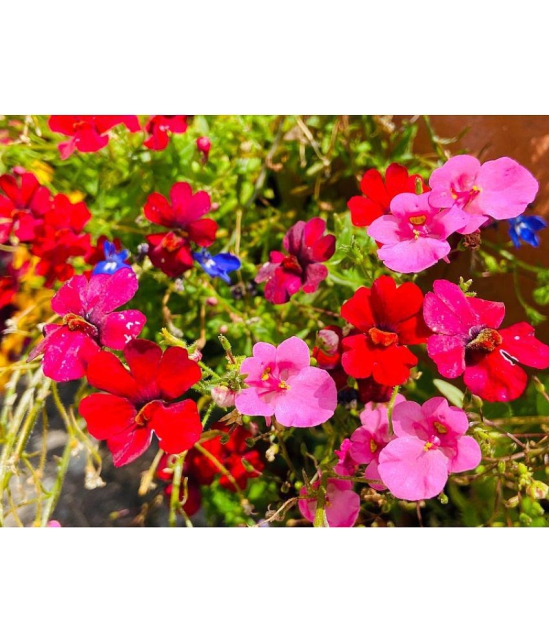 Nemesia mix type flower 30 seeds pack with cocopeat snd user manual