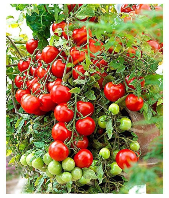 Hybrid Indian Tomato | Tamatar 50 Seeds Pack