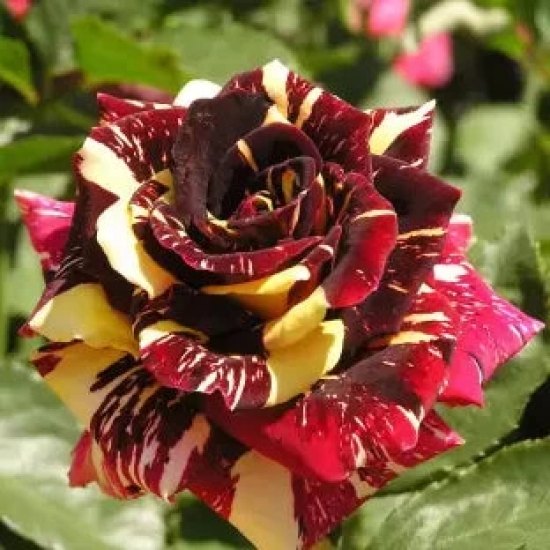 Abracadabra Rose Flower Plant