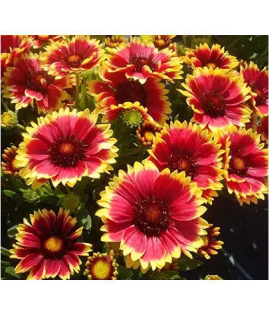 CLASSIC GREEN EARTH - Gaillardia Mixed Flower ( 35 Seeds )