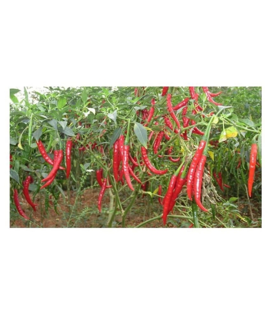 red hot chilli (50 per packet)