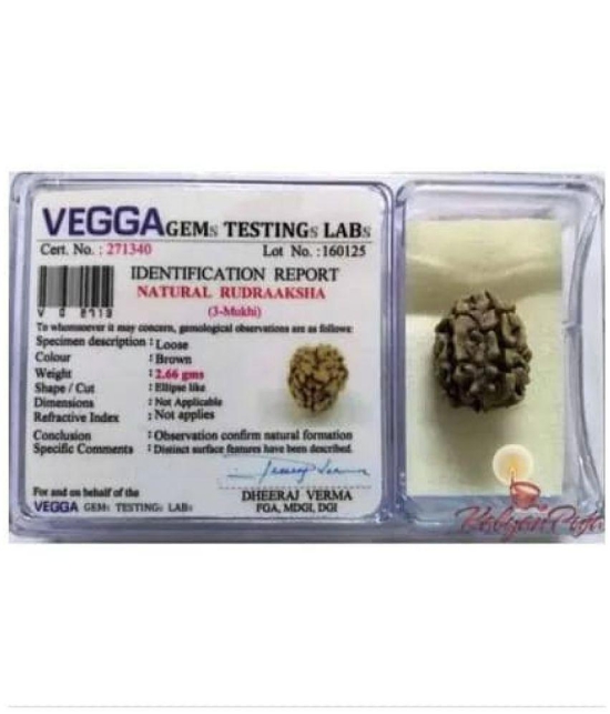 DvR ClicK - 3 Mukhi Rudraksha Bead ( Pack of 1 )